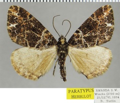 /filer/webapps/moths/media/images/C/clathrata_Xylopteryx_PTM_ZSM.jpg