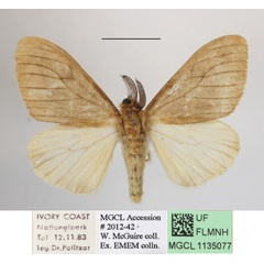 /filer/webapps/moths/media/images/T/tottea_Stracena_AM_MGCLa_01.JPG
