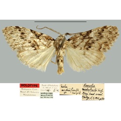 /filer/webapps/moths/media/images/M/mediofracta_Roeselia_HT_MNHN.jpg