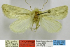Sesamia punctipennis