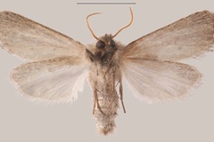Sesamia coniota