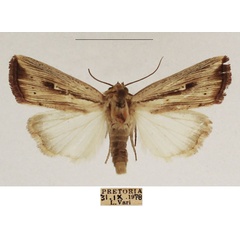 /filer/webapps/moths/media/images/A/atrinota_Leucania_AM_TMSA_01.jpg