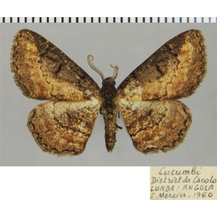 /filer/webapps/moths/media/images/P/prosciodes_Omphalucha_AM_ZSMa.jpg