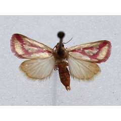 /filer/webapps/moths/media/images/A/albiseriata_Masalia_A_Goff.jpg