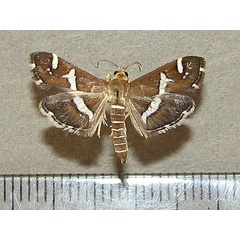 /filer/webapps/moths/media/images/R/recurvalis_Spoladea_A_Goff_01.jpg