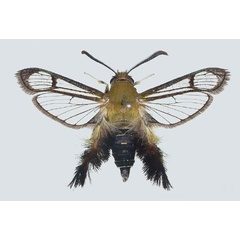 /filer/webapps/moths/media/images/A/ambo_Melittia_PTM_COGM_01.jpg