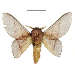 /filer/webapps/moths/media/images/S/smithi_Sonitha_HT_ANHRT.jpg