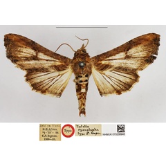 /filer/webapps/moths/media/images/C/cyanolopha_Eutelia_HT_NHMUK.jpg