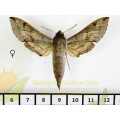 /filer/webapps/moths/media/images/D/dexippus_Hippotion_AF_SMCR_02.jpg