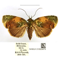 /filer/webapps/moths/media/images/A/albirivula_Maurilia_AF_NHMUK_MYSxmSO.jpg