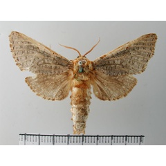 /filer/webapps/moths/media/images/M/macroptera_Teragra_PT_TMSA.jpg