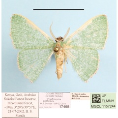 /filer/webapps/moths/media/images/P/pictifimbria_Prasinocyma_A_MGCLa_01.jpg