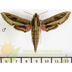 /filer/webapps/moths/media/images/A/aporodes_Hippotion_AM_SMCR_01.jpg