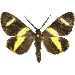 /filer/webapps/moths/media/images/S/syndroma_Pitthea_AM_MCJM.jpg