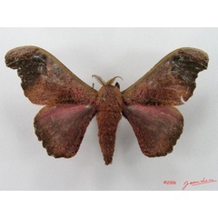 /filer/webapps/moths/media/images/N/neonubifera_Adrougeriana_AM_Alberta_01.jpg