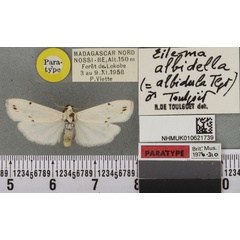 /filer/webapps/moths/media/images/A/albidula_Eilema_PTM_BMNHa.jpg