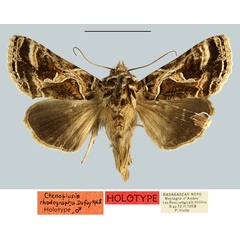 /filer/webapps/moths/media/images/R/rhodographa_Plusia_HT_MNHN.jpg