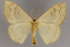 Epicosymbia nitidata