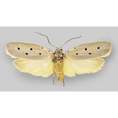 /filer/webapps/moths/media/images/K/kunenica_Ethmia_PT_ZMHB.jpg