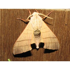 /filer/webapps/moths/media/images/M/molitor_Pseudoclanis_A_Goff_02.jpg