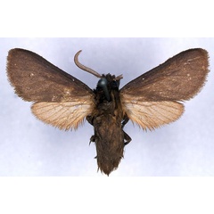 /filer/webapps/moths/media/images/B/benitensis_Metarctia_ST_CMP_01.jpg