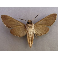 /filer/webapps/moths/media/images/J/juniperi_Oligographa_A_Baron_02.jpg