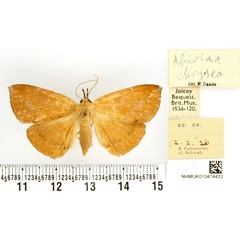 /filer/webapps/moths/media/images/C/chrysea_Aburina_HT_BMNH.jpg