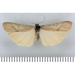 /filer/webapps/moths/media/images/B/brevilamina_Entephrilema_HT_TMSA.jpg