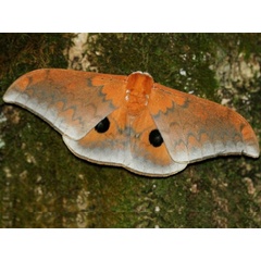 /filer/webapps/moths/media/images/A/alinda_Pseudobunaea_A_Wendt.jpg