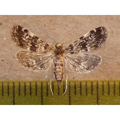 /filer/webapps/moths/media/images/O/obliteralis_Elophila_A_Butler.JPG