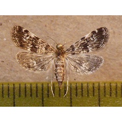 /filer/webapps/moths/media/images/O/obliteralis_Elophila_A_Butler.JPG