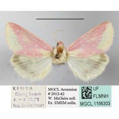 /filer/webapps/moths/media/images/L/leucosticta_Timora_A_MGCLa_02.JPG