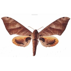 /filer/webapps/moths/media/images/A/admatha_Pseudoclanis_AF_EMEMa.jpg