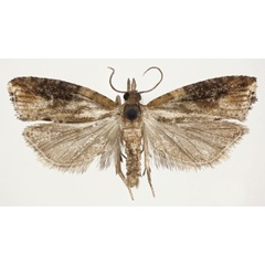 /filer/webapps/moths/media/images/H/hanseni_Megaherpystis_HT_NHMO.jpg