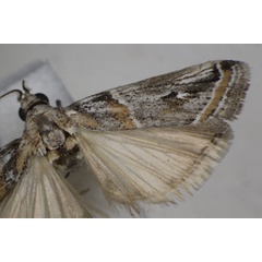 /filer/webapps/moths/media/images/P/pseudodiscomaculella_Epicrocis_AM_Monks_02.jpg