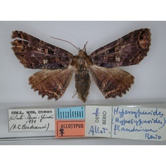 /filer/webapps/moths/media/images/F/flandriana_Sypnoides_AT_RMCA_01.jpg