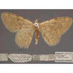 /filer/webapps/moths/media/images/D/disparata_somaliata_Scopula_PTF_OUMNHa_02.jpg