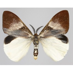 /filer/webapps/moths/media/images/P/perroti_Sychnacedes_AM_Golovizina.jpg