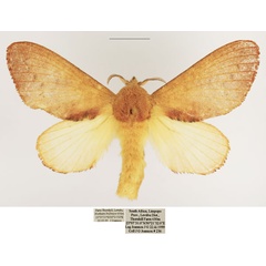 /filer/webapps/moths/media/images/D/discocellularis_Ptyssophlebia_AF_TMSA.jpg