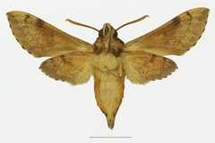 Hippotion socotrensis