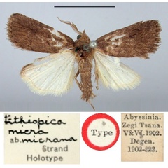 /filer/webapps/moths/media/images/M/micrana_Ethiopica_HT_BMNH.jpg