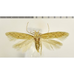 /filer/webapps/moths/media/images/L/leptocentra_Ephysteris_AF_NHMO.jpg