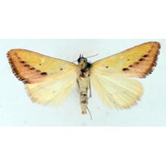/filer/webapps/moths/media/images/S/sacraria_Phytometra_AM_TMSA_02.jpg