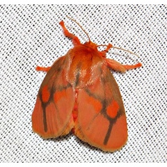 /filer/webapps/moths/media/images/L/lateritia_Micraphe_A_Braun_13.jpg