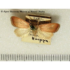 /filer/webapps/moths/media/images/A/albivena_Acrapex_A_OUMNH.jpg