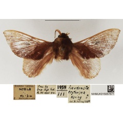 /filer/webapps/moths/media/images/E/erythrina_Pseudometa_AM_NHMUK.jpg