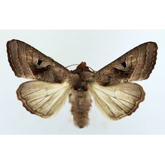 /filer/webapps/moths/media/images/C/cinisigna_Conservula_AM_ISEA_01.jpg