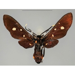 /filer/webapps/moths/media/images/P/phoenicia_Hampsonata_AM_Fiebigb.jpg