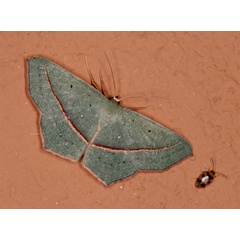 /filer/webapps/moths/media/images/V/vividaria_Traminda_A_Roland_01.jpg