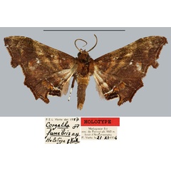 /filer/webapps/moths/media/images/F/funebris_Corgatha_HT_MNHN.jpg